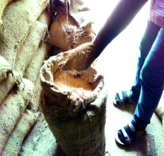 Desperate jawar question in law! | निकृष्ट ज्वारीचा प्रश्न विधिमंडळात गाजणार! Desperate jawar question in law! | निकृष्ट ज्वारीचा प्रश्न विधिमंडळात गाजणार!