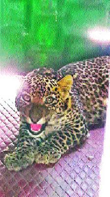 Gilgit Martyr | जळगावी बछडा जेरबंद