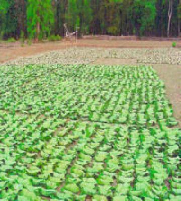 Golcash's financial affairs in the bouquet | ग्रामकोषांचे आर्थिक व्यवहार गुलदस्त्यात