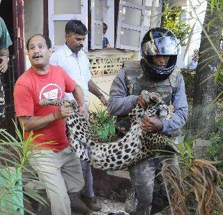 In the village near Madgaon, the leopard leaped in the day | मडगावजवळ गावामध्ये दिवसा शिरलेला बिबटया In the village near Madgaon, the leopard leaped in the day | मडगावजवळ गावामध्ये दिवसा शिरलेला बिबटया