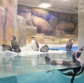 VIDEO - Free the way to see Mumbai's Penguin | VIDEO - मुंबईकरांचा पेंग्विन पाहण्याचा मार्ग मोकळा