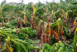 10 thousand hectares of incident | १० हजार हेक्टरला अवकाळीचा फटका 10 thousand hectares of incident | १० हजार हेक्टरला अवकाळीचा फटका