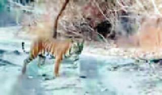 Bore tiger reserve project earns 33.80 lakhs from forest safari | जंगल सफारीतून बोर व्याघ्र प्रकल्पाची कमाई ३३.८० लाख