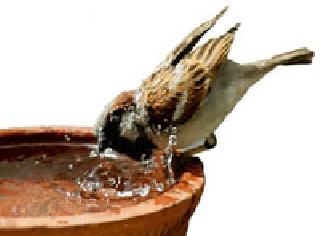 Even when the sparrows ended? | चिमण्यांचे दु:ख संपणार तरी कधी?