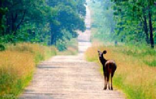Winding .. | वाट वळणाची..