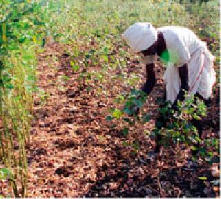 15 insurance cases approved | १५ विमा प्रकरणे मंजूर 15 insurance cases approved | १५ विमा प्रकरणे मंजूर