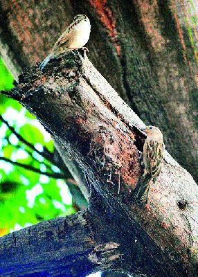 World champagne day ... | जागतिक चिमणी दिवस...