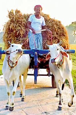 Four lakh farmers have voting rights in society | चार लाख शेतकऱ्यांना सोसायटीत मताधिकार Four lakh farmers have voting rights in society | चार लाख शेतकऱ्यांना सोसायटीत मताधिकार