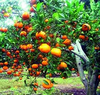 Orange producer farmers due to lack of funds! | दराअभावी संत्रा उत्पादक शेतकरी संकटात! Orange producer farmers due to lack of funds! | दराअभावी संत्रा उत्पादक शेतकरी संकटात!