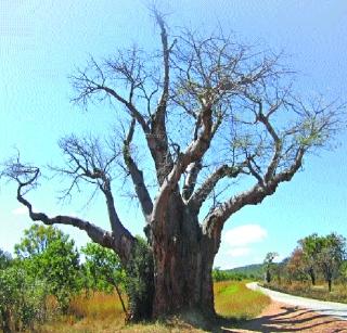 The rare Kalpvraksh in Delhi | दिल्लीत दुर्मीळ कल्पवृक्ष The rare Kalpvraksh in Delhi | दिल्लीत दुर्मीळ कल्पवृक्ष