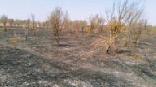 Fire burn hundreds of orange trees | आगीमुळे शेकडो संत्रा झाडे भस्मसात Fire burn hundreds of orange trees | आगीमुळे शेकडो संत्रा झाडे भस्मसात