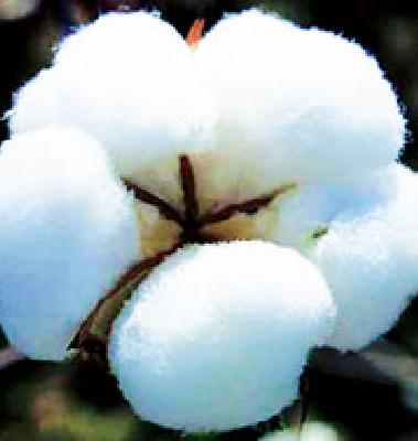 What is the need of marketing centers? | पणन केंद्रांची गरजच काय ? What is the need of marketing centers? | पणन केंद्रांची गरजच काय ?