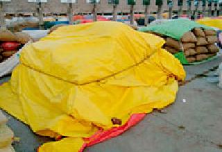 90 quintals irrespective of the market found in the market committee | बाजार समितीत आढळली ९० क्विंटल बेवारस तूर 90 quintals irrespective of the market found in the market committee | बाजार समितीत आढळली ९० क्विंटल बेवारस तूर