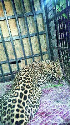 She killed goats in the attack of Jalgao Leopard | जळगावला बिबट्याच्या हल्ल्यात शेळ्या ठार She killed goats in the attack of Jalgao Leopard | जळगावला बिबट्याच्या हल्ल्यात शेळ्या ठार