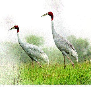 This bird is considered an ideal couple's symbol | आदर्श दाम्पत्याचे प्रतीक मानला जातो हा पक्षी This bird is considered an ideal couple's symbol | आदर्श दाम्पत्याचे प्रतीक मानला जातो हा पक्षी