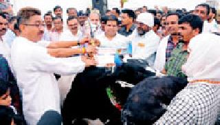 Insurance cover for livestock conservation | पशुधन संवर्धनासाठी विम्याचे संरक्षण