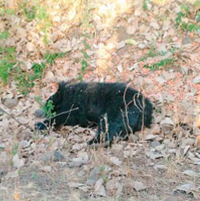 The bear was caught by the rescue | रेस्क्यु'द्वारे अस्वलीला पकडले