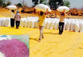 Thousands employed by chilli sutarera | मिरची सातऱ्याने दिला हजारोंना रोजगार Thousands employed by chilli sutarera | मिरची सातऱ्याने दिला हजारोंना रोजगार