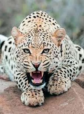 Guydongri people thump experience of leopard | गायडोंगरीवासीयांनी अनुभवला बिबट्याचा थरार Guydongri people thump experience of leopard | गायडोंगरीवासीयांनी अनुभवला बिबट्याचा थरार