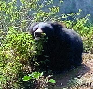 Male bear bearded at Akolkhed! | अकोलखेड येथे नर अस्वल जेरबंद! Male bear bearded at Akolkhed! | अकोलखेड येथे नर अस्वल जेरबंद!