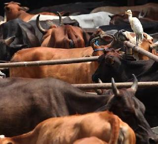 If you come to power, beef is not ban in North India - BJP | सत्तेत आल्यास ईशान्य भारतात बीफ बंदी नाही - भाजपा If you come to power, beef is not ban in North India - BJP | सत्तेत आल्यास ईशान्य भारतात बीफ बंदी नाही - भाजपा
