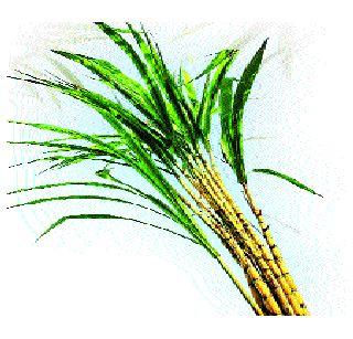 High rate in the state even in the second season | दुसऱ्या हंगामातही राज्यात उच्चांकी दर High rate in the state even in the second season | दुसऱ्या हंगामातही राज्यात उच्चांकी दर