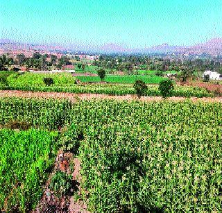 Progress in the 51st Gutth Seats 'Switchedorn' | ५१ गुंठे क्षेत्रांत ‘स्वीटकॉर्न’मधून साधली प्रगती Progress in the 51st Gutth Seats 'Switchedorn' | ५१ गुंठे क्षेत्रांत ‘स्वीटकॉर्न’मधून साधली प्रगती