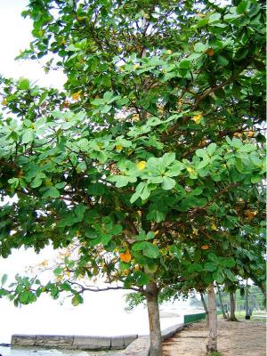 Twelve Years of Trees Flanked: Six Slaughter Slaughter of Kethe Gali | बारा वर्षांची झाडे जमीनदोस्त : काठे गल्लीमधील सहा झाडांची कत्तल Twelve Years of Trees Flanked: Six Slaughter Slaughter of Kethe Gali | बारा वर्षांची झाडे जमीनदोस्त : काठे गल्लीमधील सहा झाडांची कत्तल