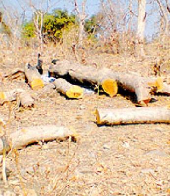 10 lakhs of ammunition in Marwadi forest area | मारवाडी वनपरिक्षेत्रात दहा लाखांचा अपहार 10 lakhs of ammunition in Marwadi forest area | मारवाडी वनपरिक्षेत्रात दहा लाखांचा अपहार