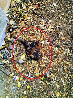 Slaughter of twelve-year old almond tree | बारा वर्षे जुन्या बदामाच्या सहा झाडांची कत्तल Slaughter of twelve-year old almond tree | बारा वर्षे जुन्या बदामाच्या सहा झाडांची कत्तल