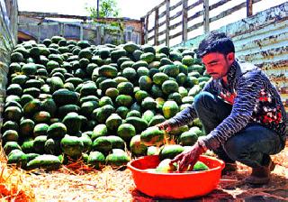 Cheap and easy to grow in the melon! | भरमसाठ आवक वाढल्याने टरबूज झाले स्वस्त ! Cheap and easy to grow in the melon! | भरमसाठ आवक वाढल्याने टरबूज झाले स्वस्त !