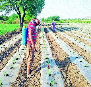 Tomato seedlings collapsed after sunburn | उन्हाच्या काहिलीने टोमॅटोची रोपे कोलमडली