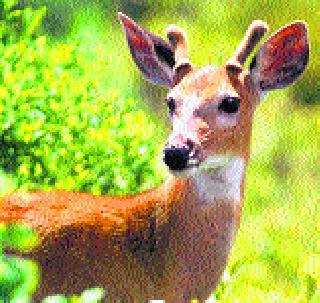 Wildlife in Malegaon forest area due to water failure | मालेगाव वनपरिक्षेत्रातील वन्यजीव पाण्याअभावी कासावीस