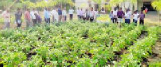 57 Farmers Learned Vegetable Planting Techniques | ५७ शेतकऱ्यांनी जाणले भाजीपाला लागवड तंत्र 57 Farmers Learned Vegetable Planting Techniques | ५७ शेतकऱ्यांनी जाणले भाजीपाला लागवड तंत्र