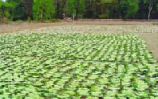 The auction are being pushed forward | लिलाव ढकलले जात आहेत पुढे The auction are being pushed forward | लिलाव ढकलले जात आहेत पुढे