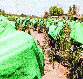 Due to summer, on the orchard 'saline' | उन्हाळ्यामुळे फळबागा ‘सलाईन’वर Due to summer, on the orchard 'saline' | उन्हाळ्यामुळे फळबागा ‘सलाईन’वर