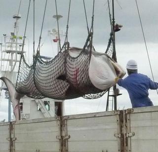 Shocking The slaughter of 333 godmothers of Mink caste in the name of research | धक्कादायक ! संशोधनाच्या नावाखाली मिंक जातीच्या 333 देवमाशांची कत्तल Shocking The slaughter of 333 godmothers of Mink caste in the name of research | धक्कादायक ! संशोधनाच्या नावाखाली मिंक जातीच्या 333 देवमाशांची कत्तल