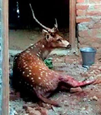 The death of Chitale in a dog attack | कुत्र्यांच्या हल्ल्यात चितळाचा मृत्यू