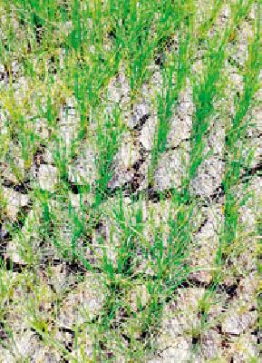 Saheb, give power, electricity! | साहेब,वीज द्या हो वीज!