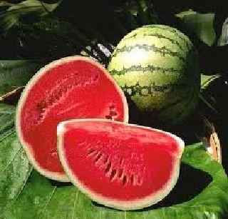 Sugar Day due to heat | उष्णतेमुळे कलिंगडाला सुगीचे दिवस