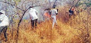 'Red alert' in Pohra-Wadali forest area | पोहरा-वडाळी वनक्षेत्रात ‘रेड अलर्ट’