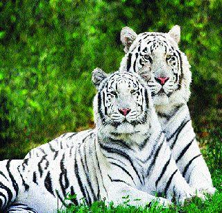 Selfie with 'White Tiger' Yes, it is possible! | ‘पांढऱ्या वाघा’सोबत सेल्फी! होय, शक्य आहे! Selfie with 'White Tiger' Yes, it is possible! | ‘पांढऱ्या वाघा’सोबत सेल्फी! होय, शक्य आहे!