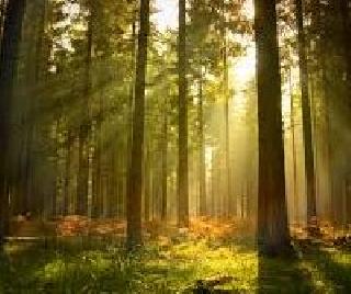 Mowgli jungle, How will the Tigers of the Chamber meet you? | मोगलीचं जंगल, चेंदरुचा वाघ आपल्याला कसे भेटतील? Mowgli jungle, How will the Tigers of the Chamber meet you? | मोगलीचं जंगल, चेंदरुचा वाघ आपल्याला कसे भेटतील?