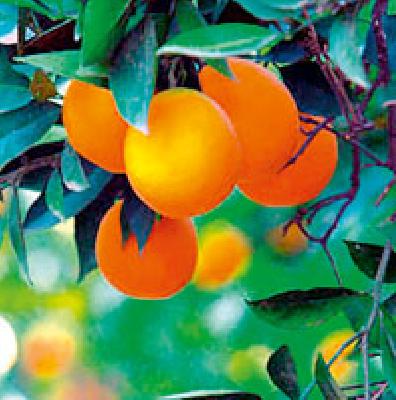 Orange kayadimol, marketing of vanava | संत्रा कवडीमोल, मार्केटिंगची वानवा