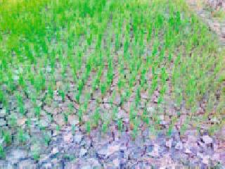 Peak hazard due to low electricity | कमी वीज दाबामुळे पीक धोक्यात Peak hazard due to low electricity | कमी वीज दाबामुळे पीक धोक्यात