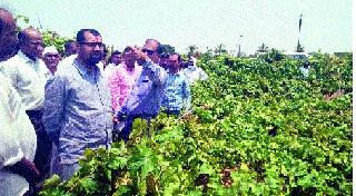 Provide immediate help from the farmers to the farmers | शेतकऱ्यांना शासनाकडून तात्काळ मदत देणार Provide immediate help from the farmers to the farmers | शेतकऱ्यांना शासनाकडून तात्काळ मदत देणार