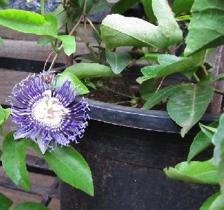 Fresh makeover of the old knob | जुनाट कुंड्यांचा फ्रेश मेकओव्हर Fresh makeover of the old knob | जुनाट कुंड्यांचा फ्रेश मेकओव्हर