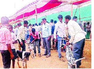 Roth Wilner, Greyhound, Damianya won | रॉट विलर, ग्रेहाऊंड, डामिशियनने जिंकली मने Roth Wilner, Greyhound, Damianya won | रॉट विलर, ग्रेहाऊंड, डामिशियनने जिंकली मने