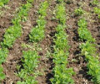 32 thousand farmers left the crop insurance | ३२ हजार शेतकऱ्यांना पीक विम्यातून डच्चू 32 thousand farmers left the crop insurance | ३२ हजार शेतकऱ्यांना पीक विम्यातून डच्चू