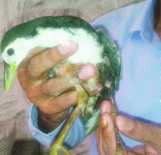 Increasingly, they also hatch animals and birds | वाढत्या उन्हाने पशू-पक्ष्यांची लाहीलाही Increasingly, they also hatch animals and birds | वाढत्या उन्हाने पशू-पक्ष्यांची लाहीलाही